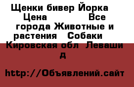 Щенки бивер Йорка  › Цена ­ 30 000 - Все города Животные и растения » Собаки   . Кировская обл.,Леваши д.